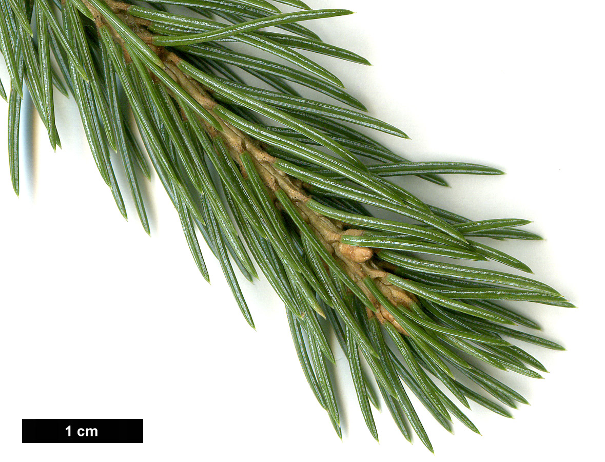 High resolution image: Family: Pinaceae - Genus: Picea - Taxon: engelmannii - SpeciesSub: subsp. mexicana